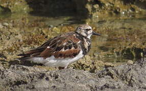 Ruddy Turnstone