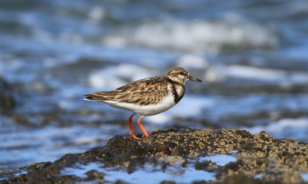 Ruddy Turnstone