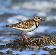 Ruddy Turnstone