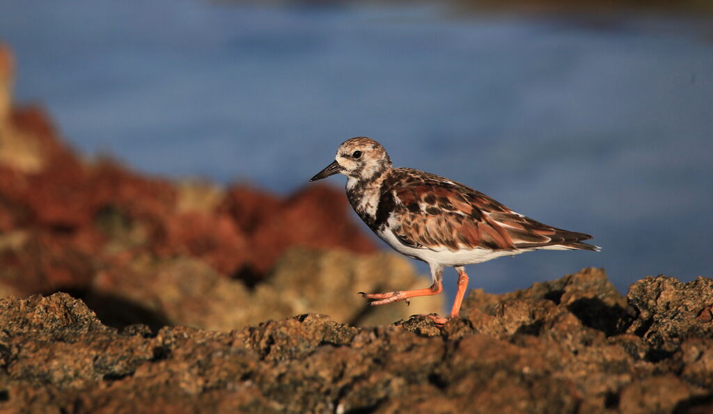 Ruddy Turnstone