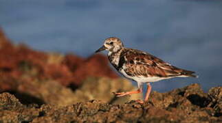 Ruddy Turnstone