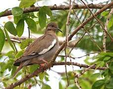 White-winged Dove