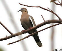 White-winged Dove