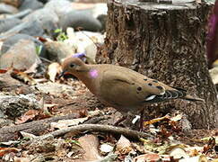 Zenaida Dove