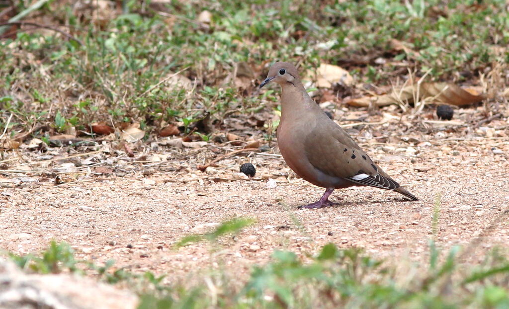 Zenaida Dove