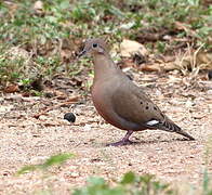 Zenaida Dove