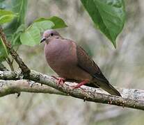 Eared Dove