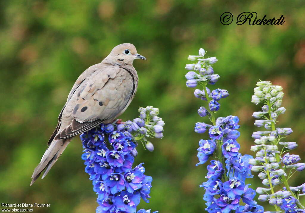 Mourning Doveadult, identification