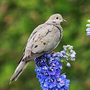 Mourning Dove