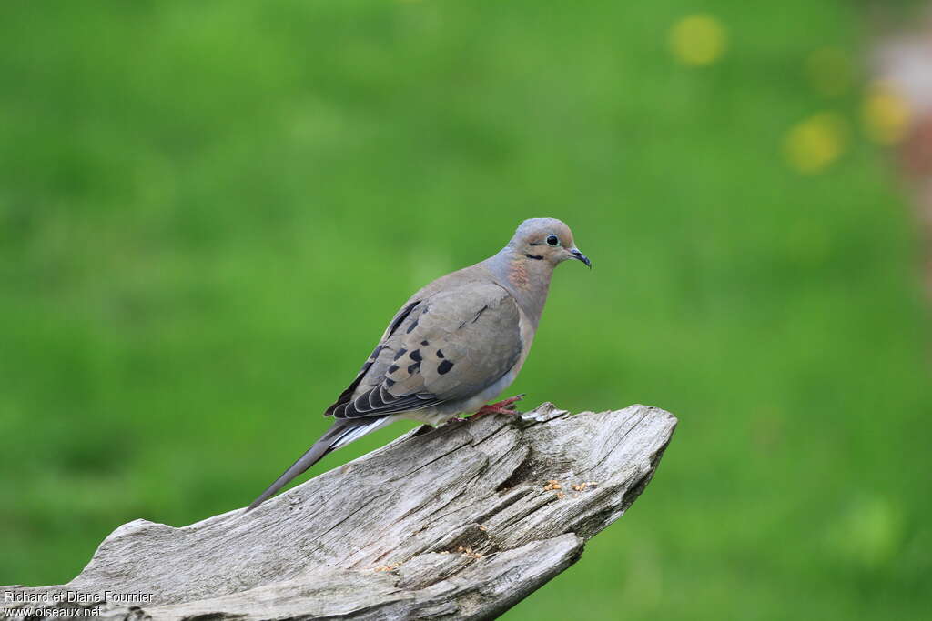 Mourning Doveadult, identification