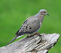 Mourning Dove