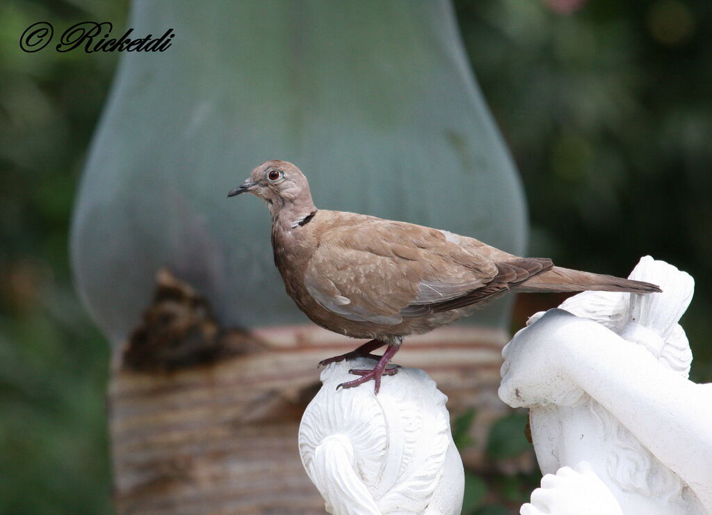 Eurasian Collared Dove