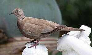 Eurasian Collared Dove