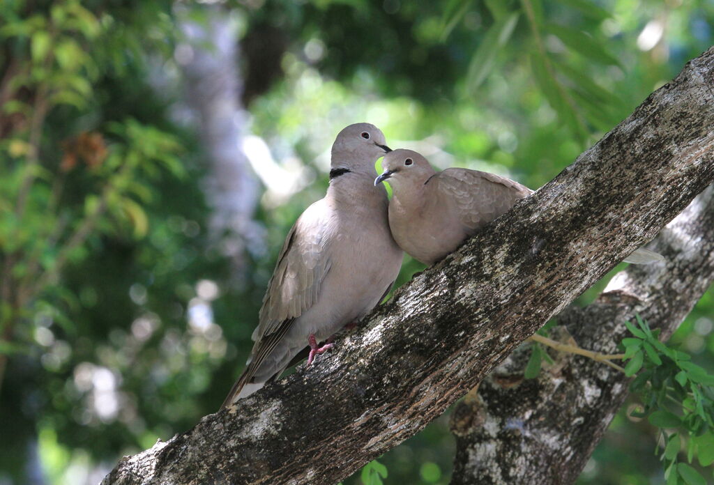 Eurasian Collared Dove