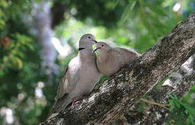 Eurasian Collared Dove