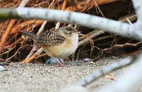 Sedge Wren