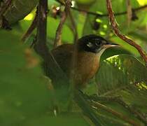 Bay Wren