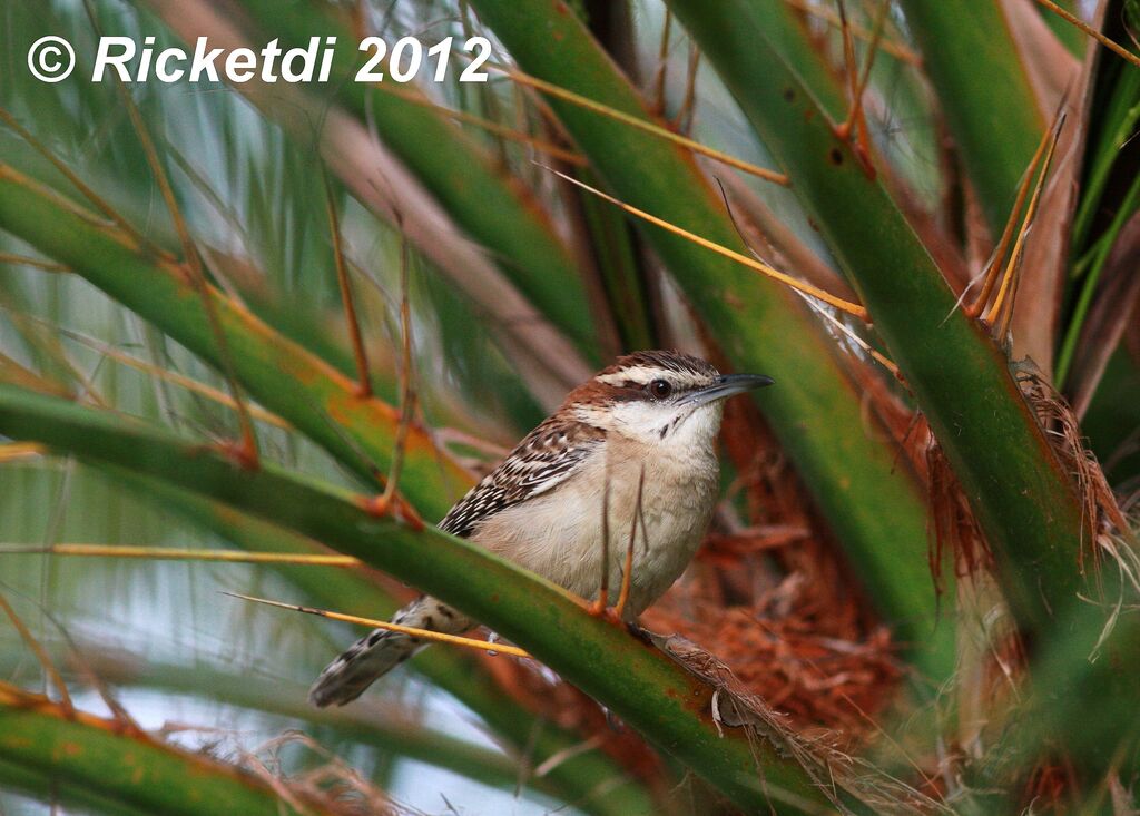 Rufous-naped Wren