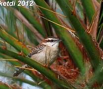 Veracruz Wren