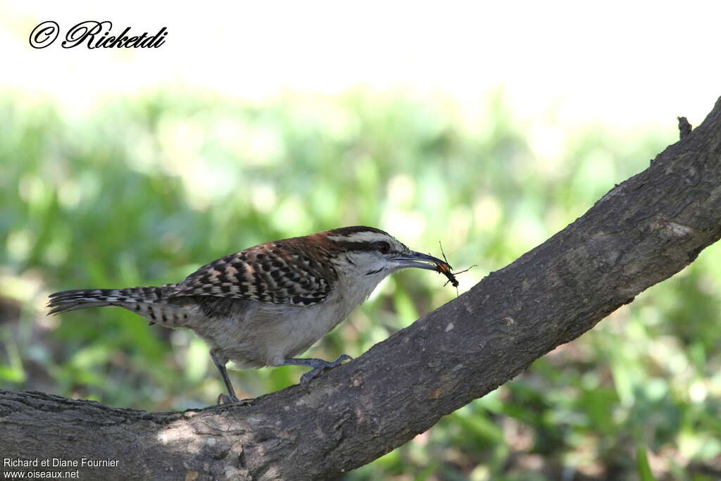 Rufous-naped Wren