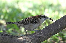 Rufous-naped Wren