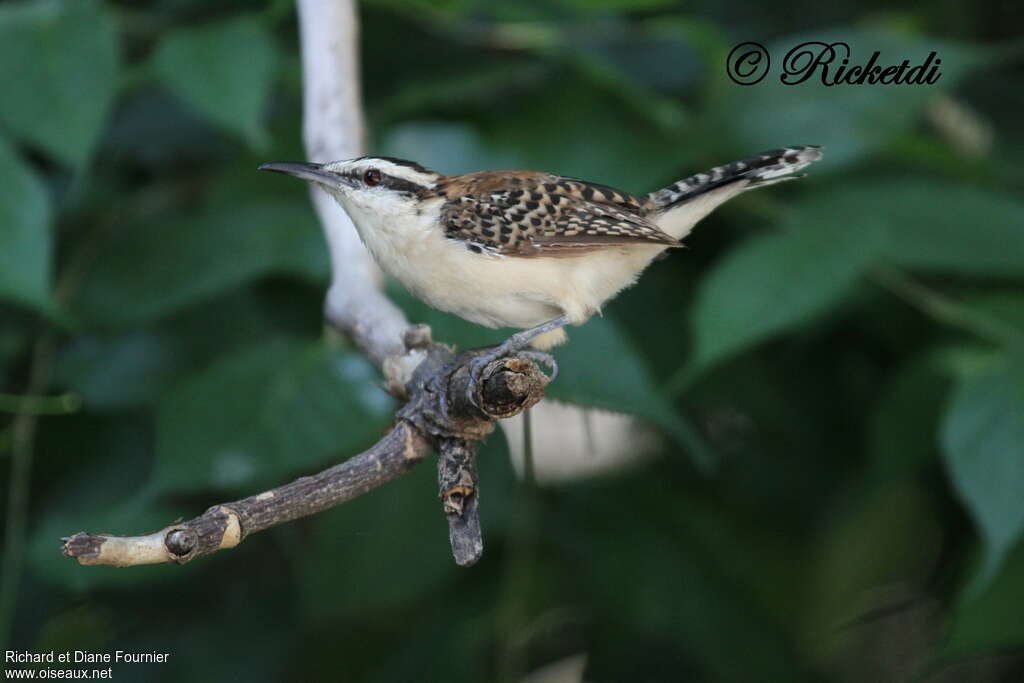 Rufous-naped Wren