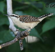 Rufous-naped Wren