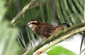 Veracruz Wren