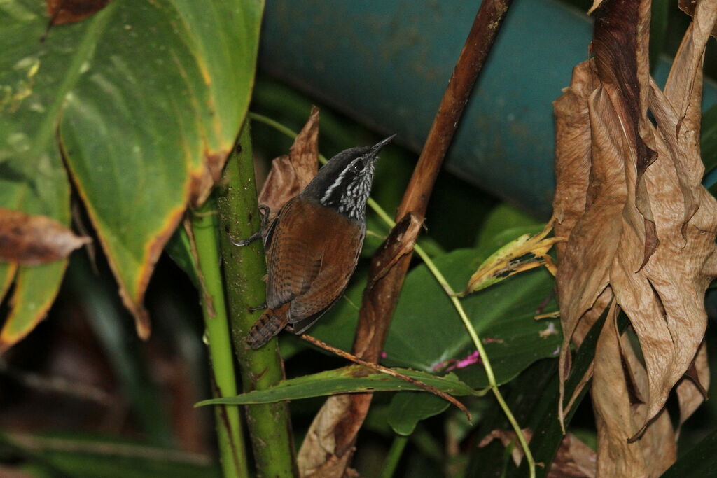 Grey-breasted Wood Wren