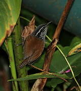 Grey-breasted Wood Wren