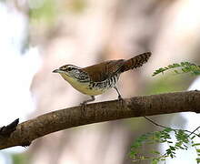 Banded Wren