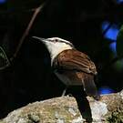 Troglodyte bicolore
