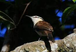 Bicolored Wren