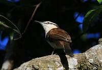 Troglodyte bicolore
