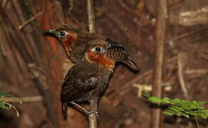 Song Wren