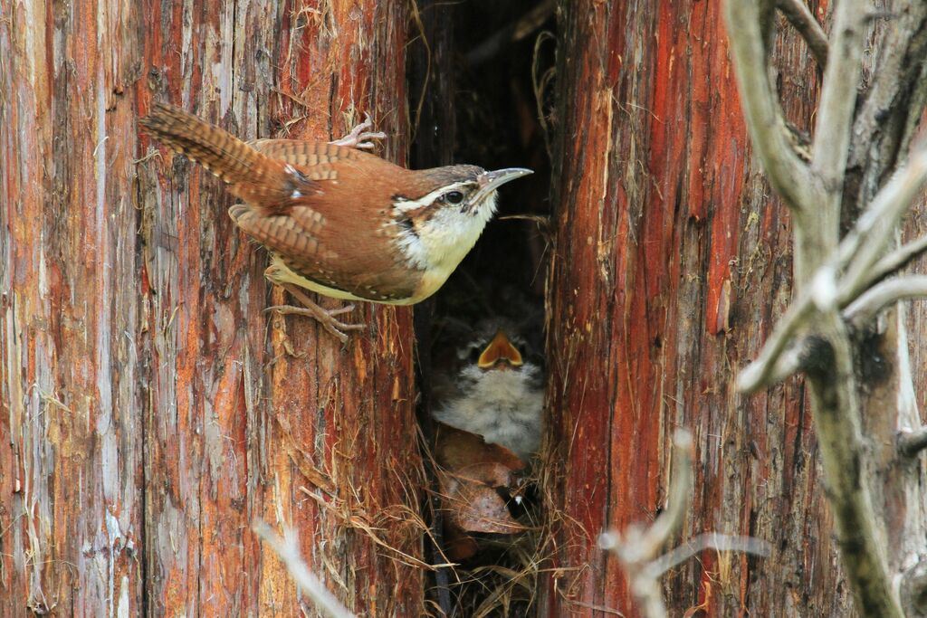 Carolina Wren