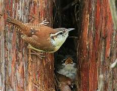 Carolina Wren