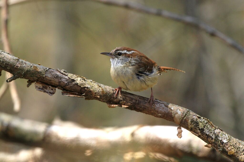 Carolina Wren