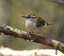 Carolina Wren