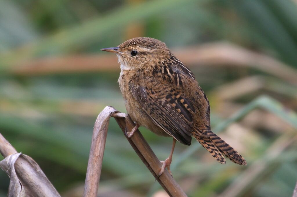 Grass Wren