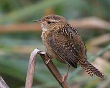 Grass Wren