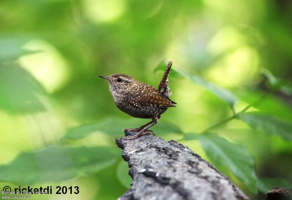 Troglodyte des forêtsadulte, identification