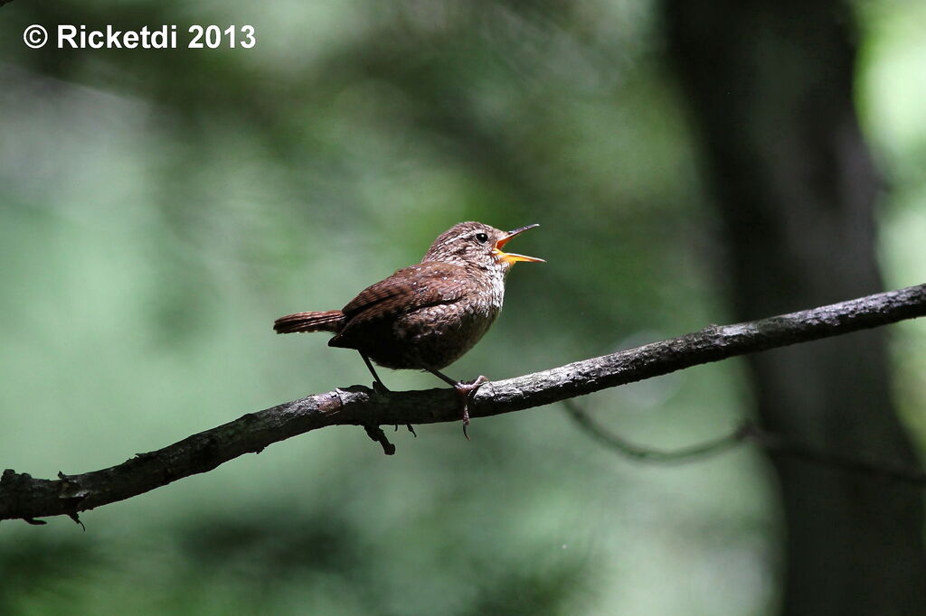 Winter Wren