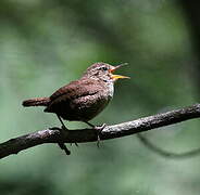 Winter Wren