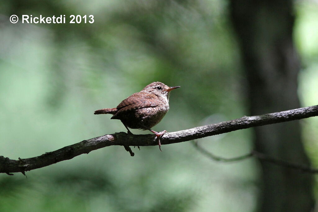 Winter Wren