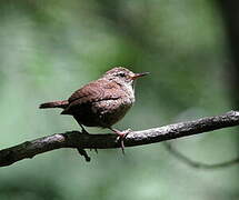 Winter Wren