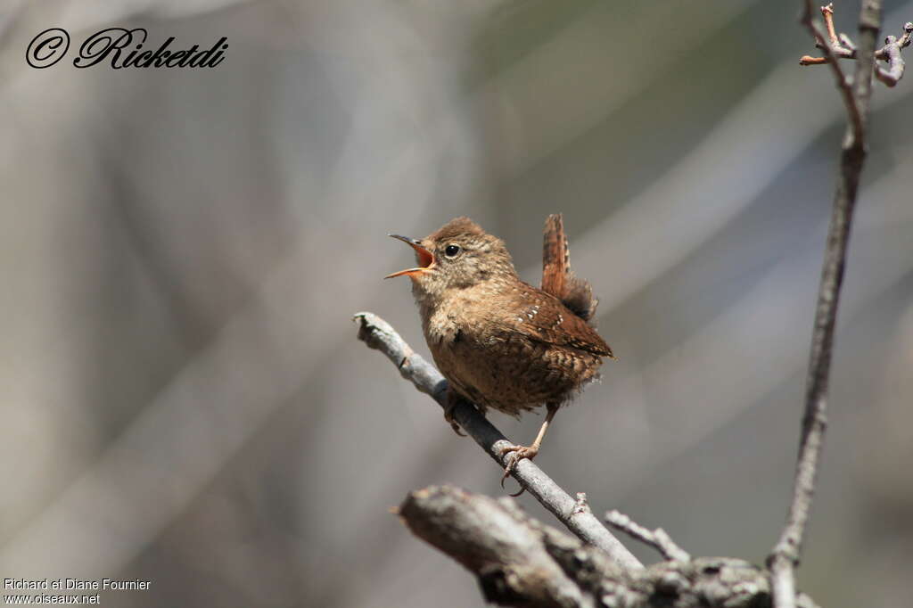 Winter Wren male adult, song