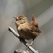 Winter Wren