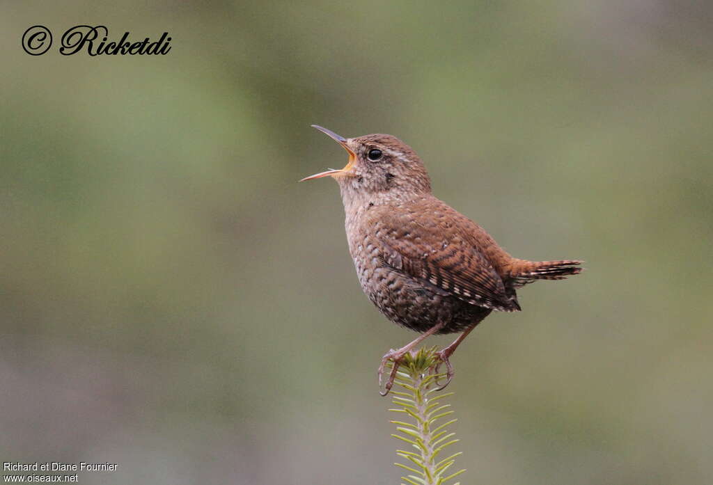 Winter Wren male adult, identification