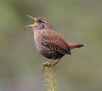 Winter Wren